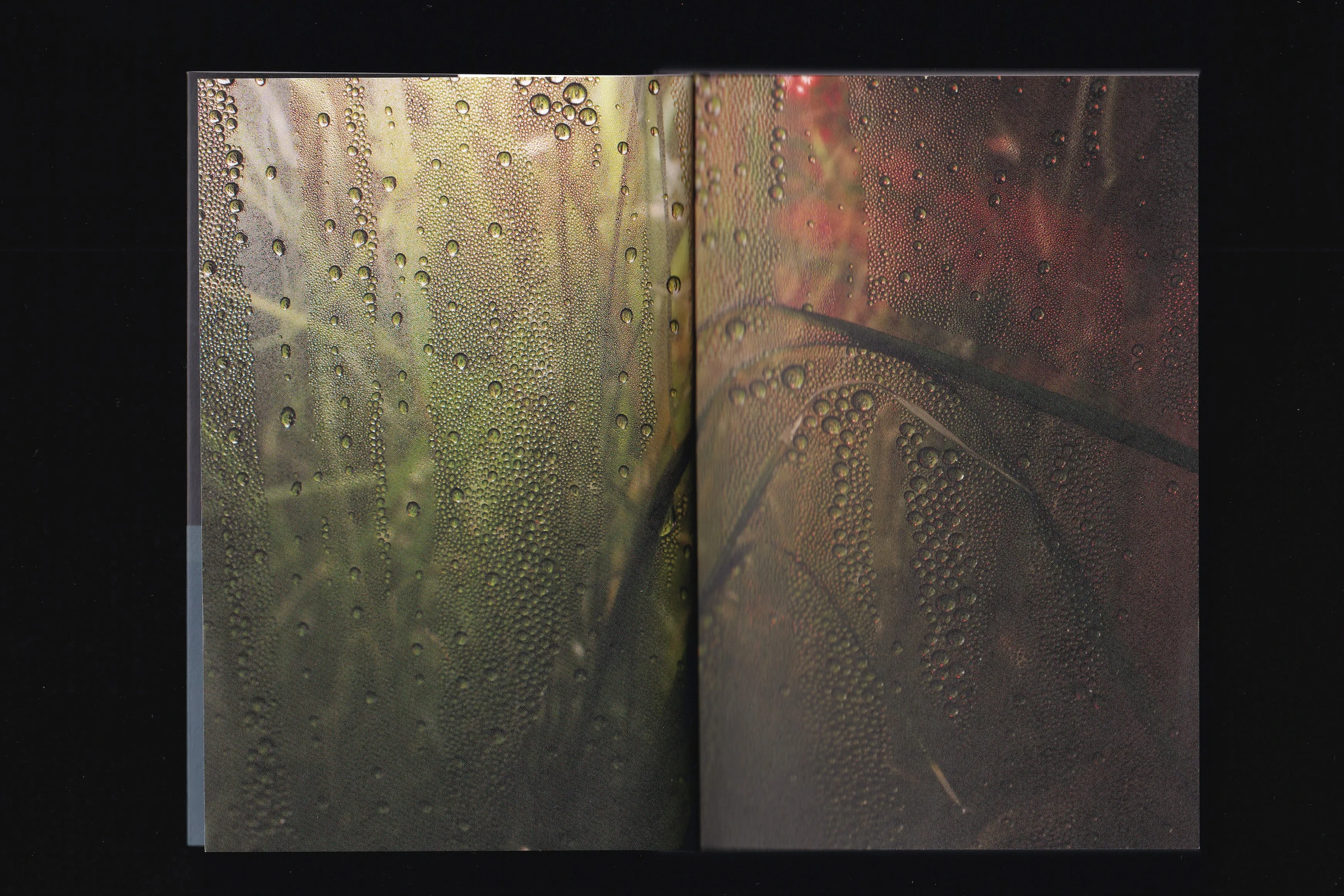 Spread with a close-up of plants behind wet glass