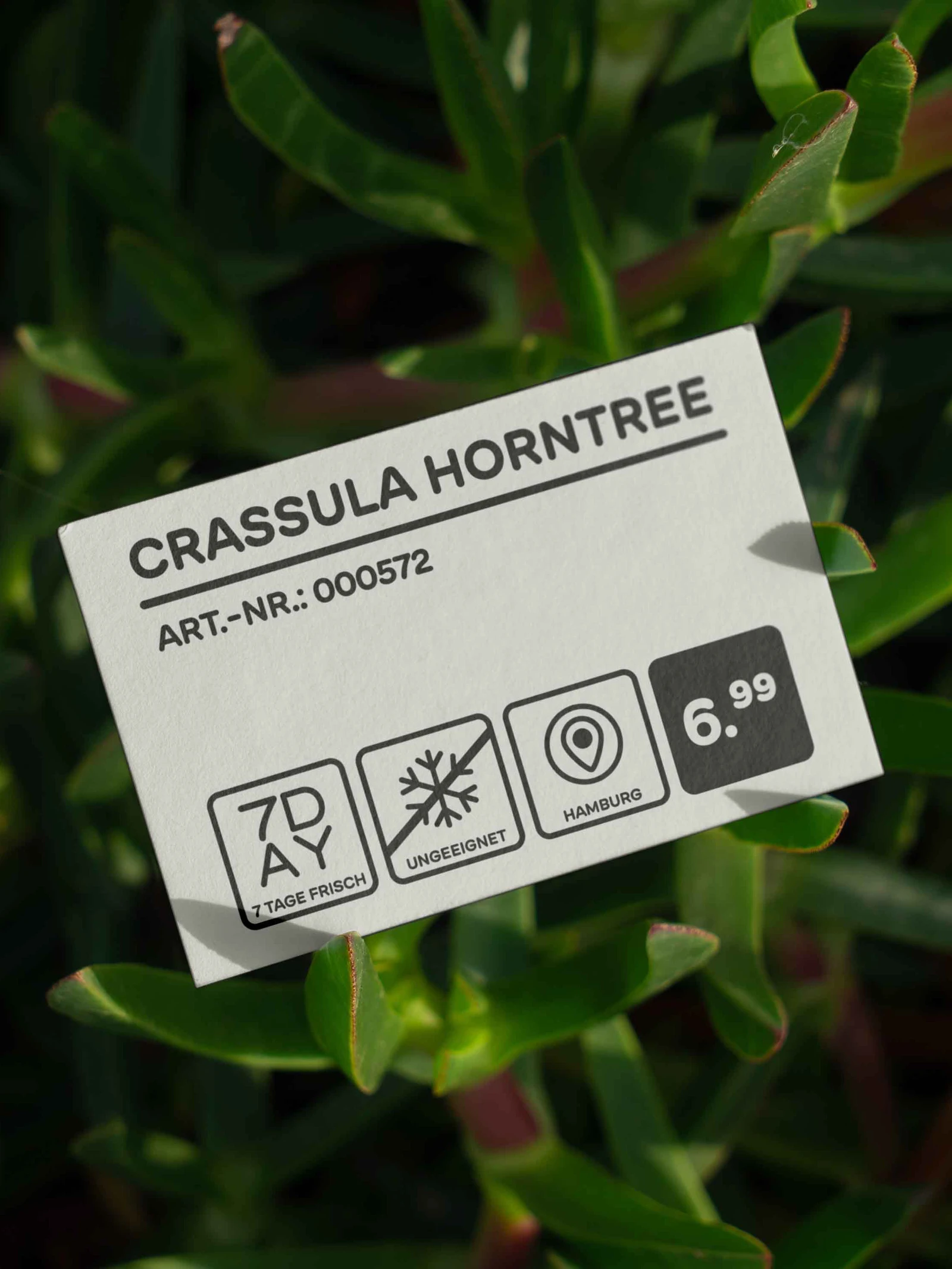 Blume2000 plant label for a Crassula Horntree with price and care icons